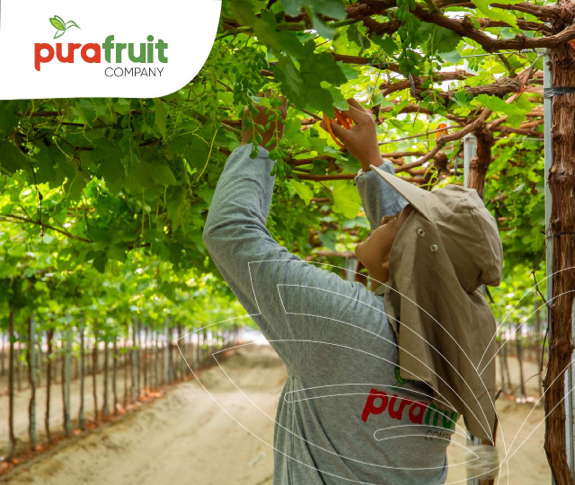 We are in the process of thinning table grapes to prepare for the next harvest, which will begin at the end of March.